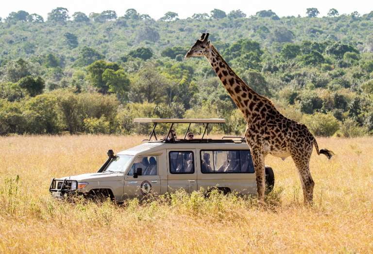 Safari Tanzanie Jeep Girafe
