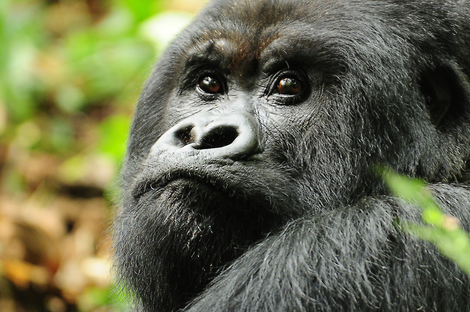 Rwanda gorille