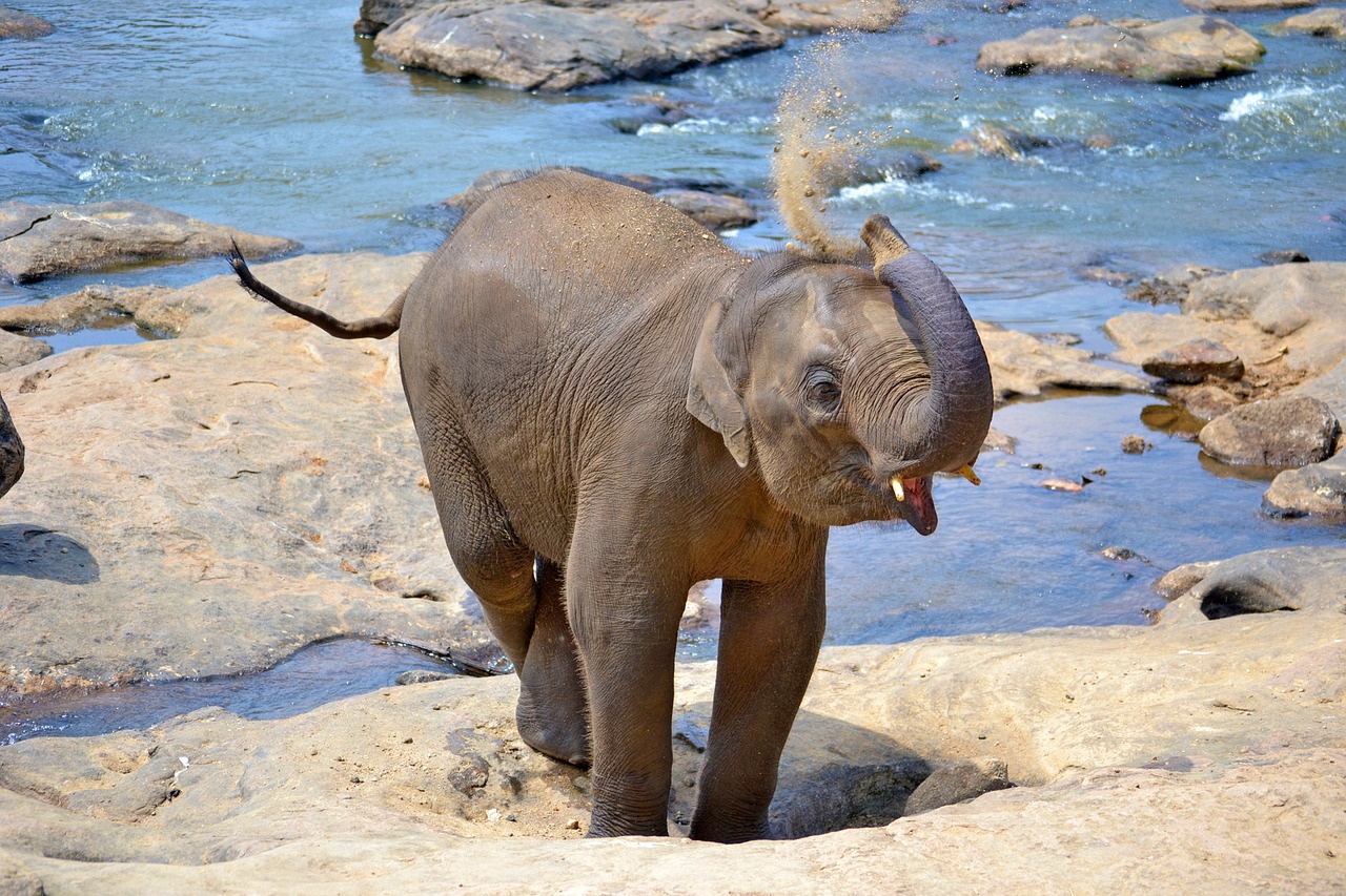 Les activités au Sri Lanka