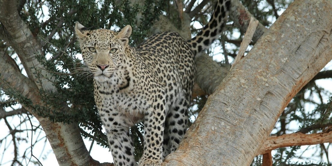 Rora Molori Safari - Madikwe